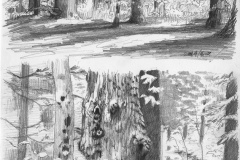 Camp Sketch